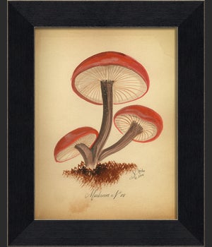 BC Mushroom 08