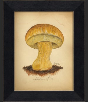 BC Mushroom 10
