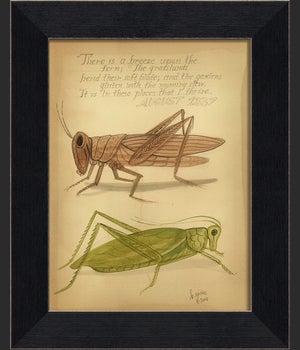 MI Grasshoppers 1837