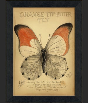 MI Orange Tip Butterfly