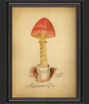 BC Mushroom 01 med