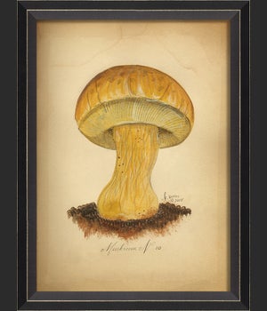 BC Mushroom 10 med