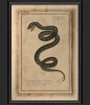 BC Black Rat Snake