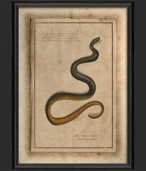 BC Black Swamp Snake