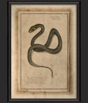 BC Grass Snake