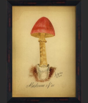 BC Mushroom 01 lg