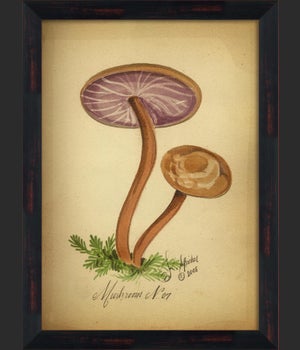 BC Mushroom 07 lg