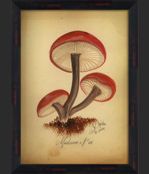 BC Mushroom 08 lg