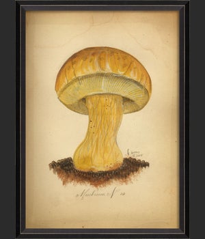 BC Mushroom 10 lg