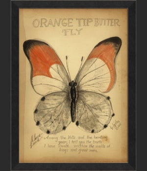 BC Orange Tip Butterfly