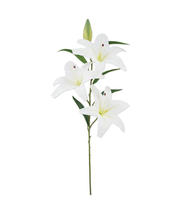 41" tiger lily white 24/96s