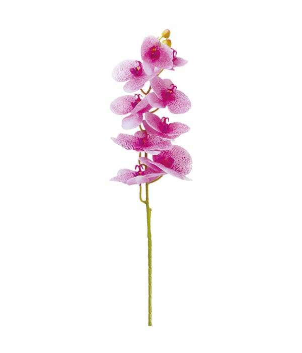 38" orchid astd clr 24/144s