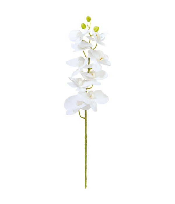 38" orchid astd white 24/144s