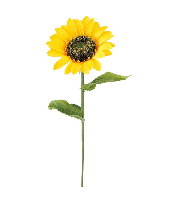 sunflower 10x37.5"h 24/96s