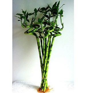 LUCKY BAMBOO - CURLY 18"
