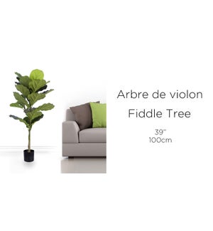 Fiddle Tree - 100CM - 6'' Pot - 2B