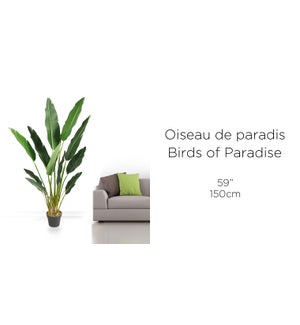 Birds of Paradise 150CM - 7'' Pot- 2B