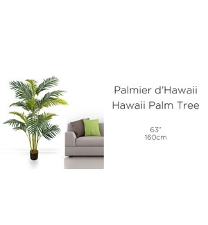 Hawaii Palm Tree 160CM - 6'' Pot - 2B