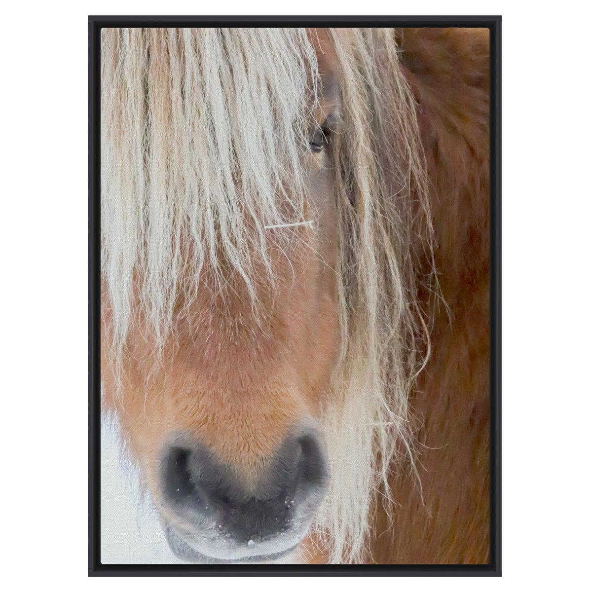 Poni