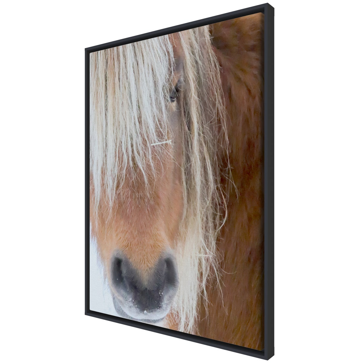 Poni