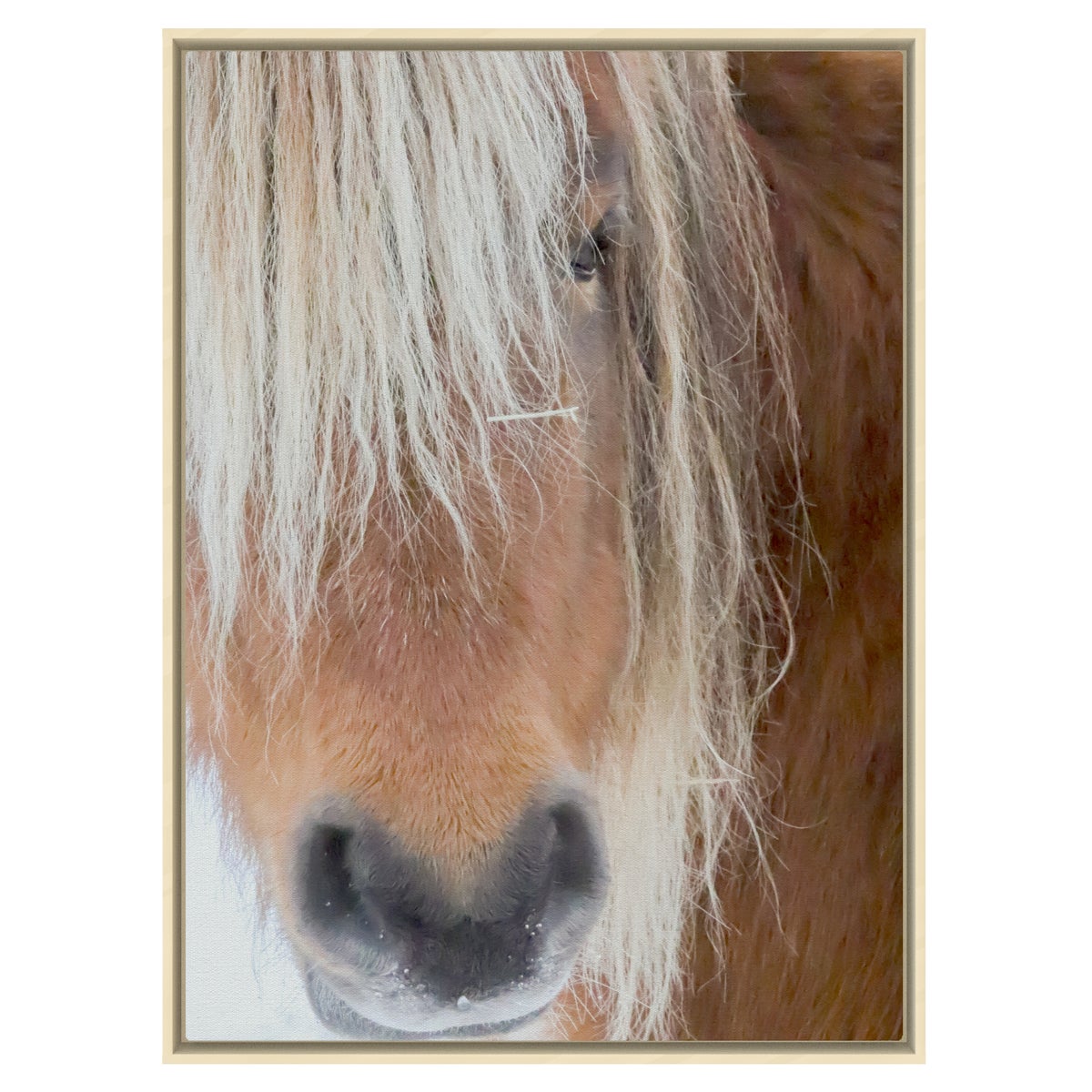 Poni