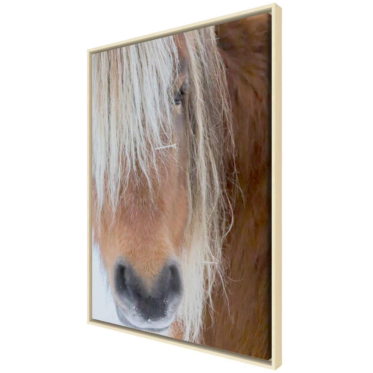 Poni