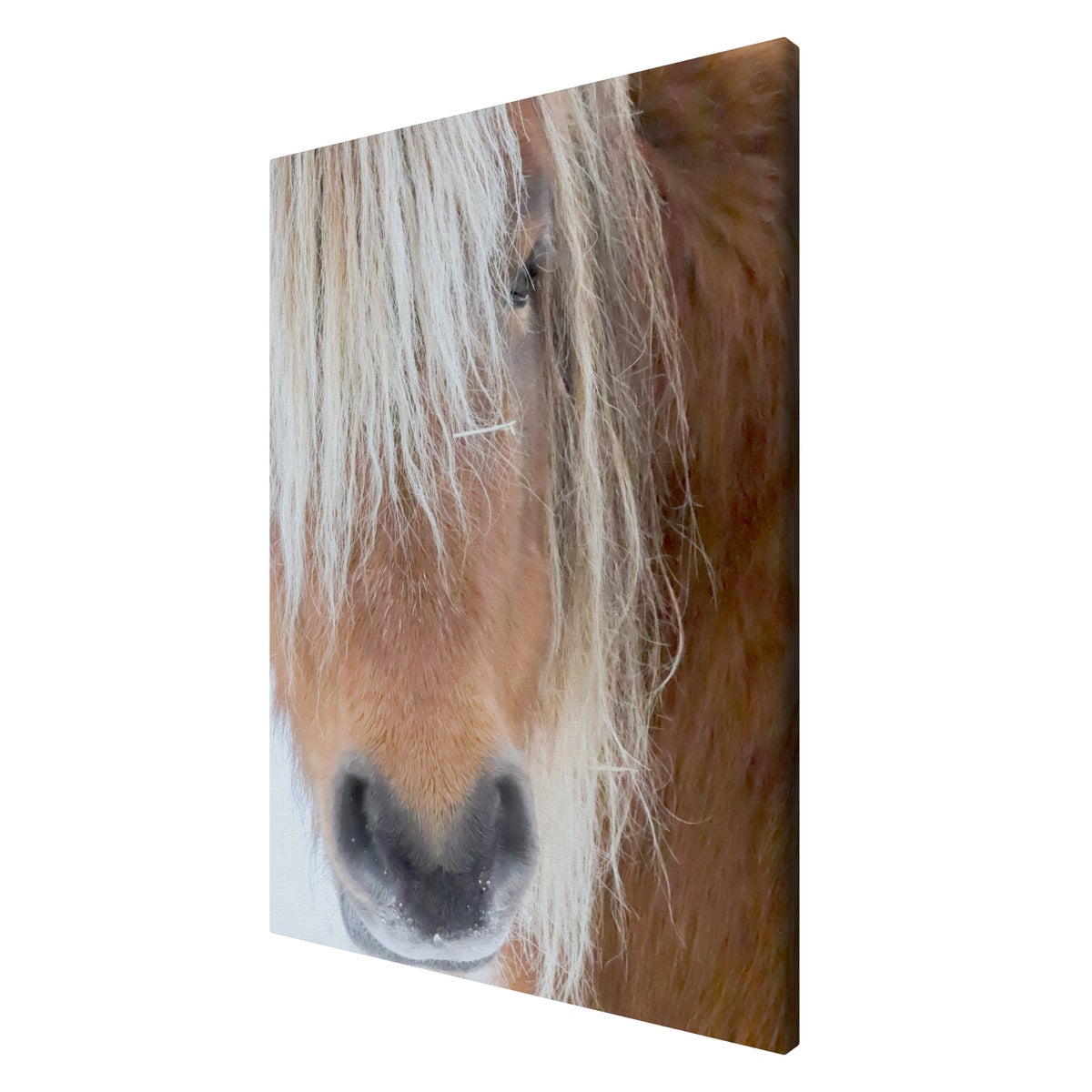 Poni