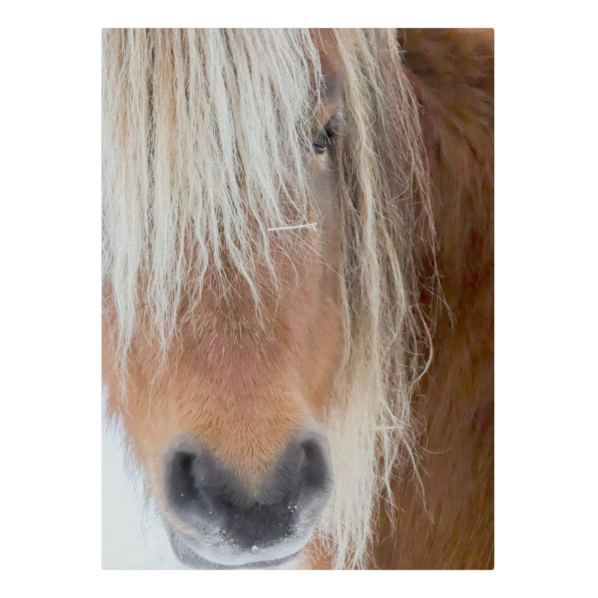 Poni