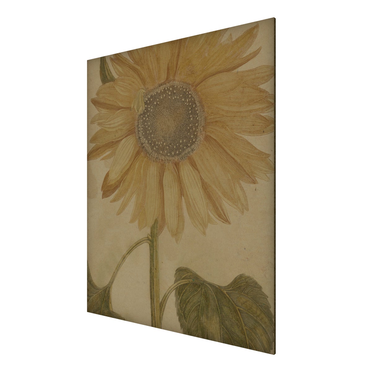 Sunflower Hemp Panel