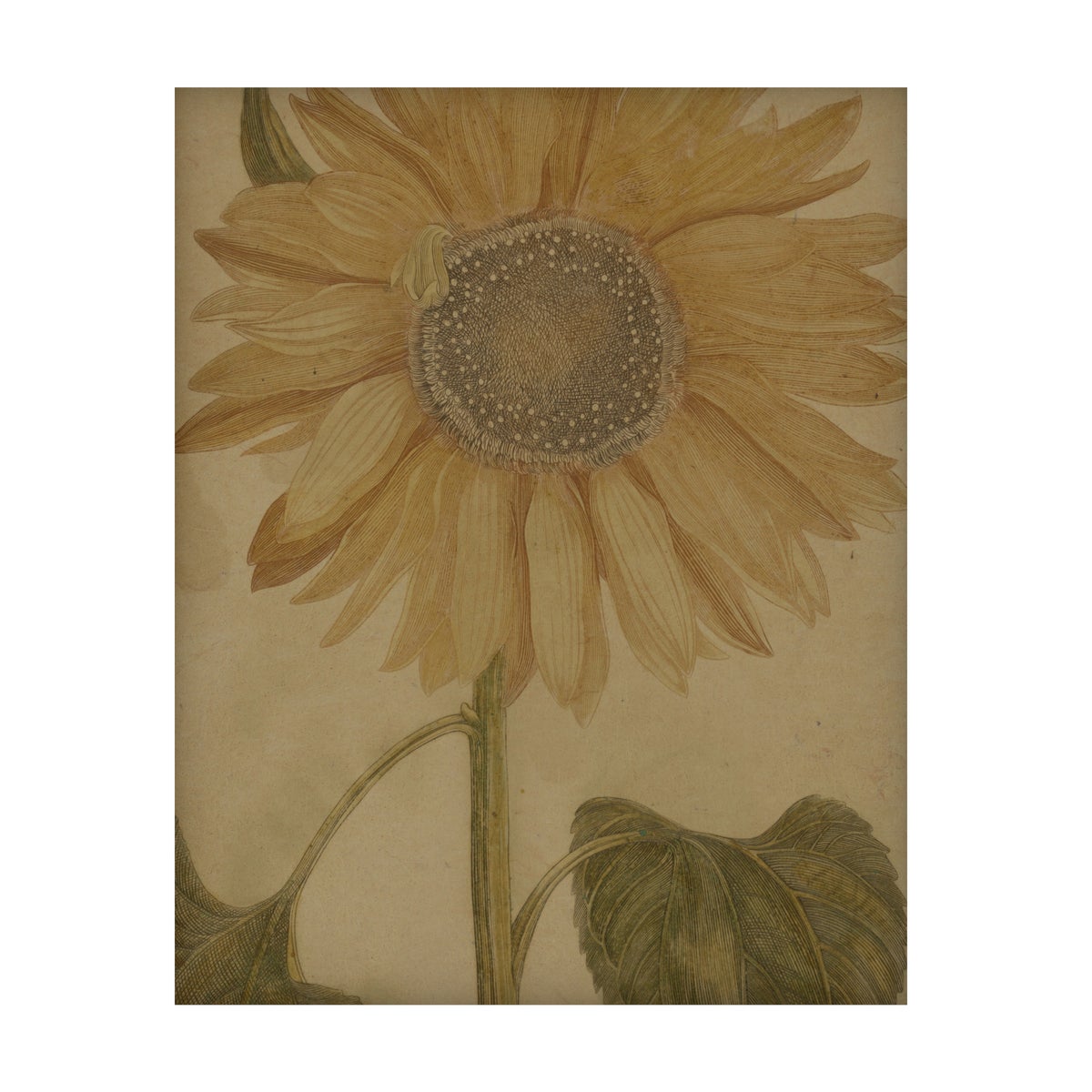 Sunflower Hemp Panel