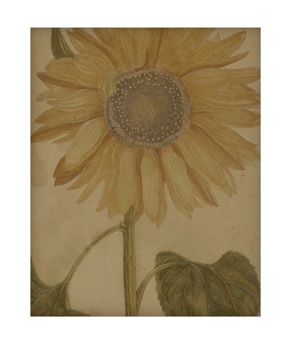 Sunflower Hemp Panel
