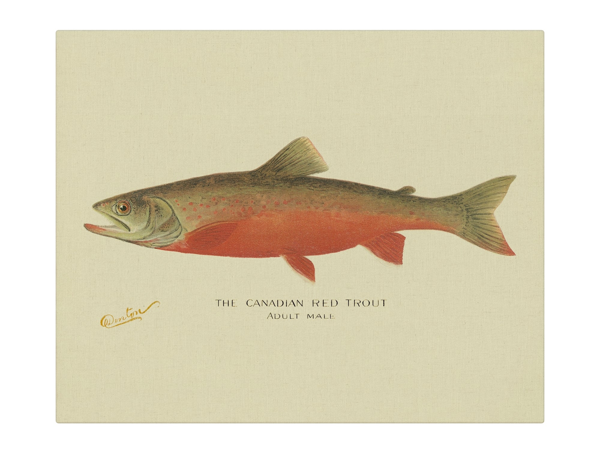 Denton Canadian Red Trout  Antique Fly Fishing Wall Art