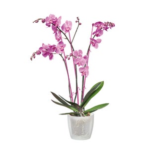 brussels orchid 16cm transparent