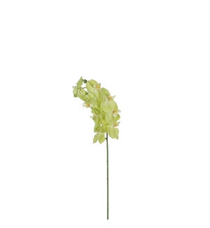 Phalaenopsis green - 30"