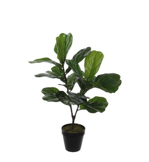 Ficus Lyrata in plastic pot green - 23.75x29.5"