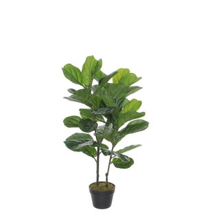 Ficus Lyrata in plastic pot green - 23.75x39.5"