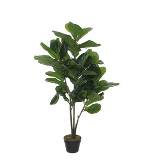 Ficus Lyrata in plastic pot green - 23.75x47.25"