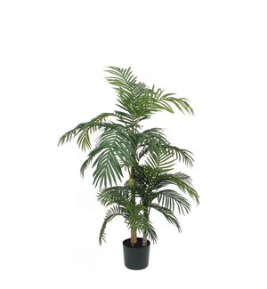 Areca palm green in plastic pot - 39.5x59"