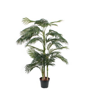 Areca palm green in plastic pot - 57.25x74.75"