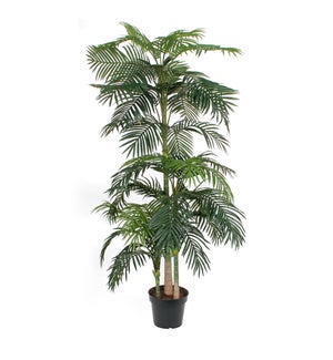 Areca palm green in plastic pot - 51.25x94.5"