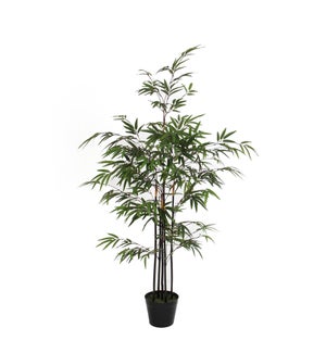 Bamboo green in plastic pot - 29.5x47.25"