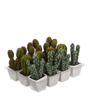 Cactus in pot green 3 assorted  - 5.5"