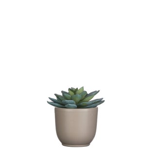 Succulent grey in pot tusca d. green 3.25" - 4x4.25"