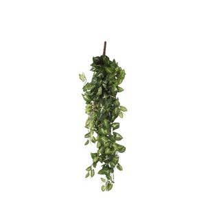 Fittonia hanging green - 31.5x11.75x6"