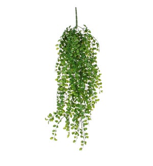 Ficus hanging green - 32"