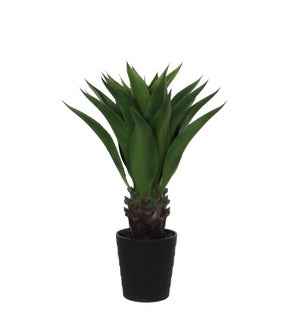 Agave in plastic pot green - 27.5x31.5"