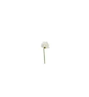 Amaryllis white - 24