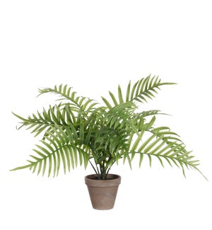 Areca palm green in pot Stan grey d13,5cm - 17.75x21"