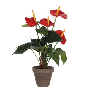 Anthurium red in pot Stan grey d11,5cm - 11.75x15.75"