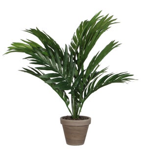 Areca palm green in pot Stan grey d11,5cm - 23.75x17.75"